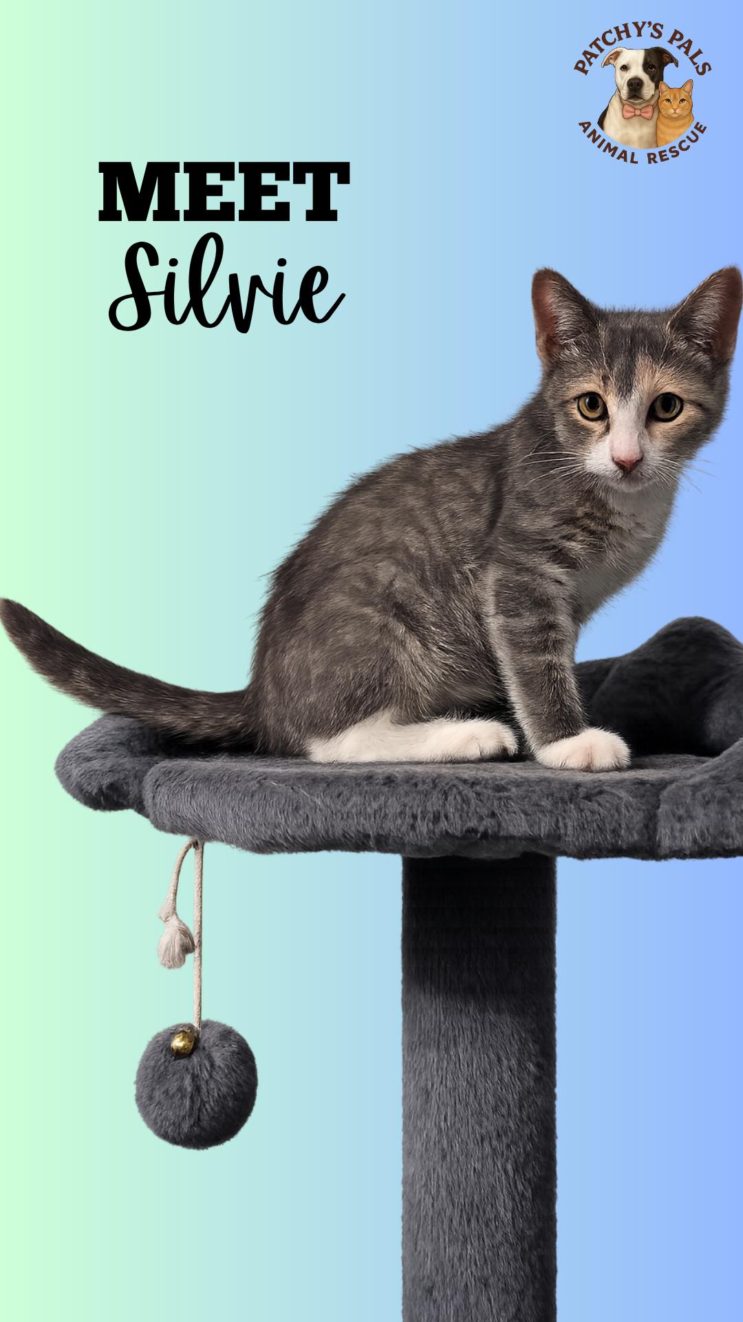 Enlarge Sylvie, a Adoptable Domestic Short Hair in Westville, NJ image 1/4