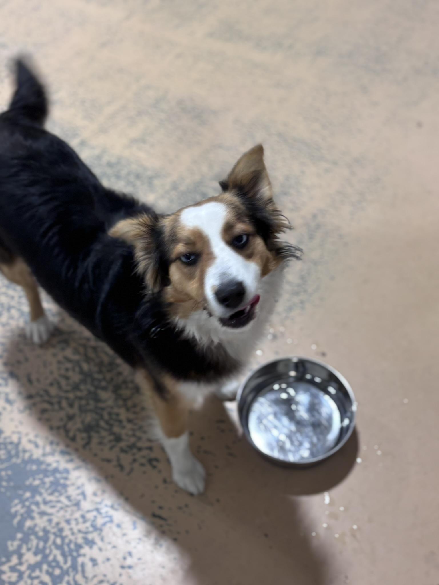 Roxie, adoptable, Young Female Collie.