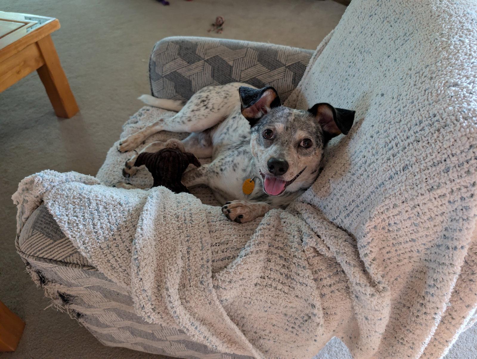 Patches, Adoptable, Adult Male Australian Cattle Dog / Blue Heeler.