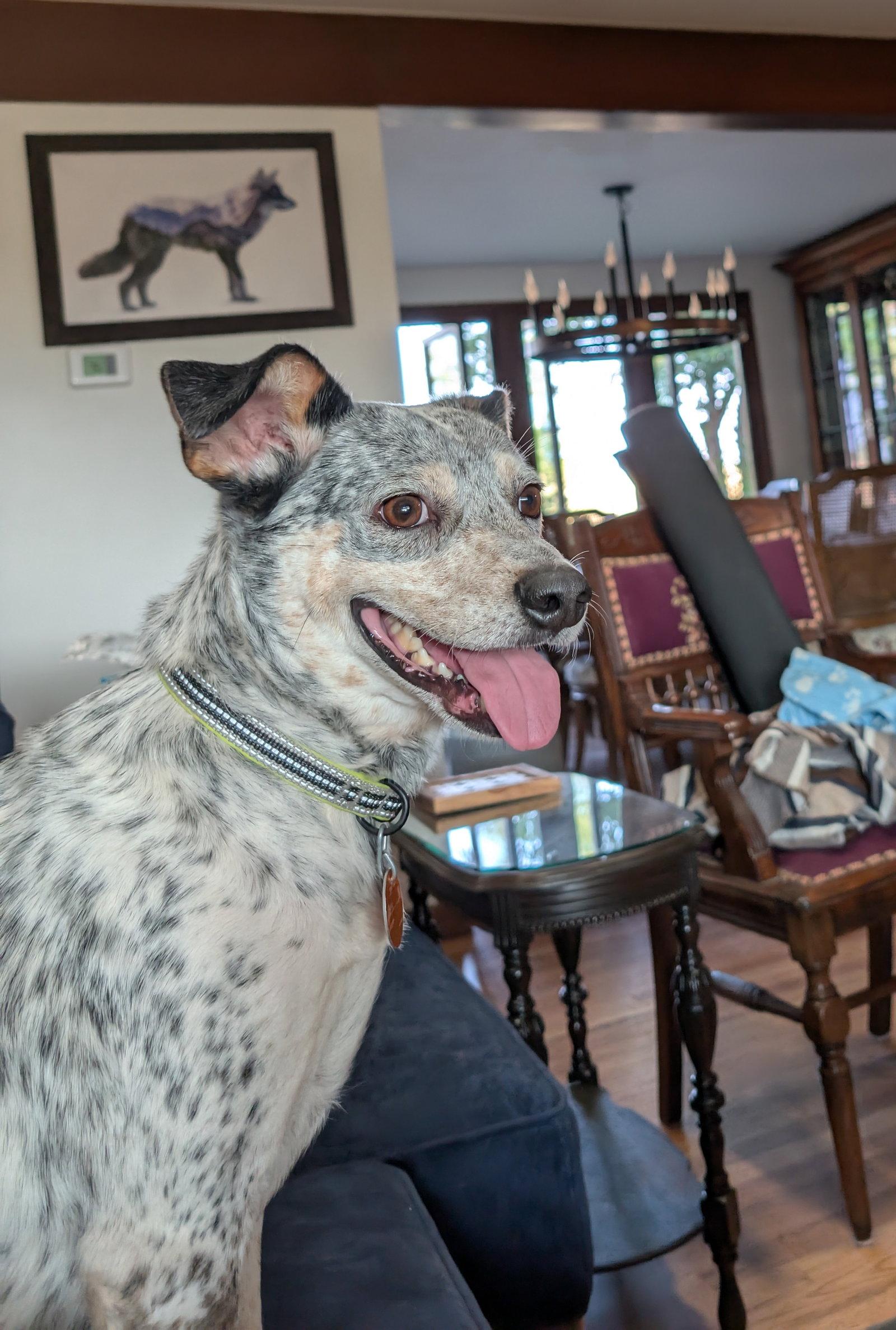 Enlarge Patches, a Adoptable Australian Cattle Dog / Blue Heeler in Evergreen, CO image 2/3