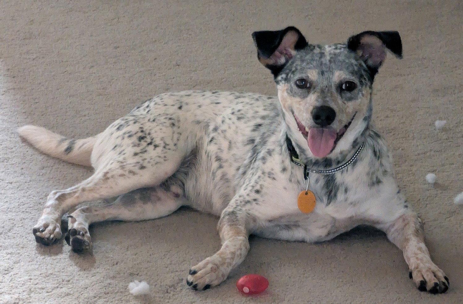 Enlarge Patches, a Adoptable Australian Cattle Dog / Blue Heeler in Evergreen, CO image 3/3