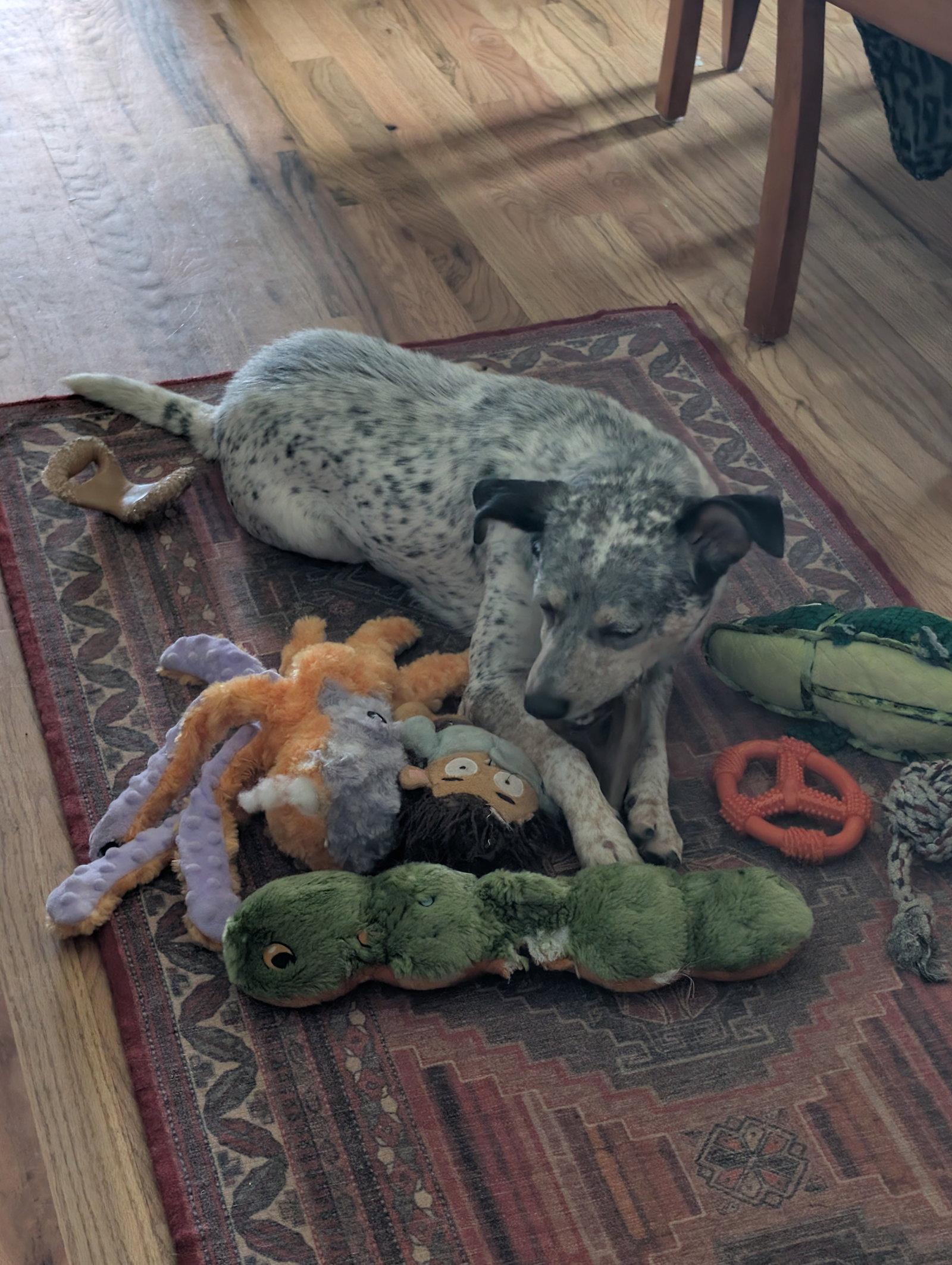 Enlarge Patches, a Adoptable Australian Cattle Dog / Blue Heeler in Evergreen, CO image 3/3