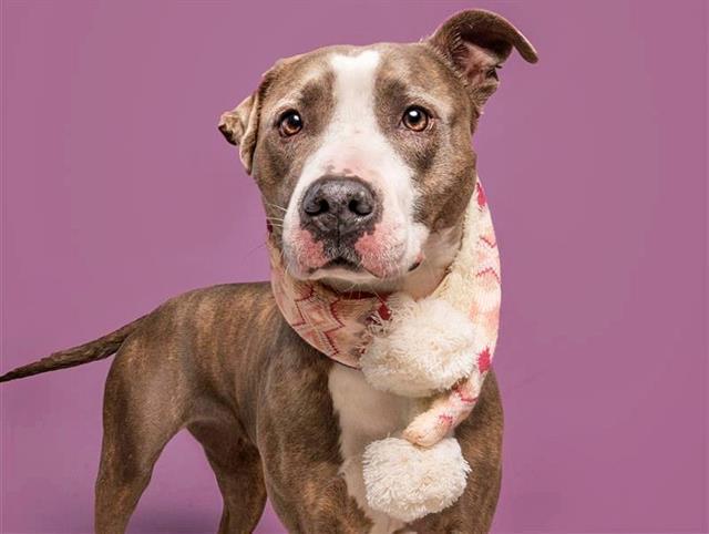 CHANDI, Adoptable, Adult Female Staffordshire Bull Terrier.