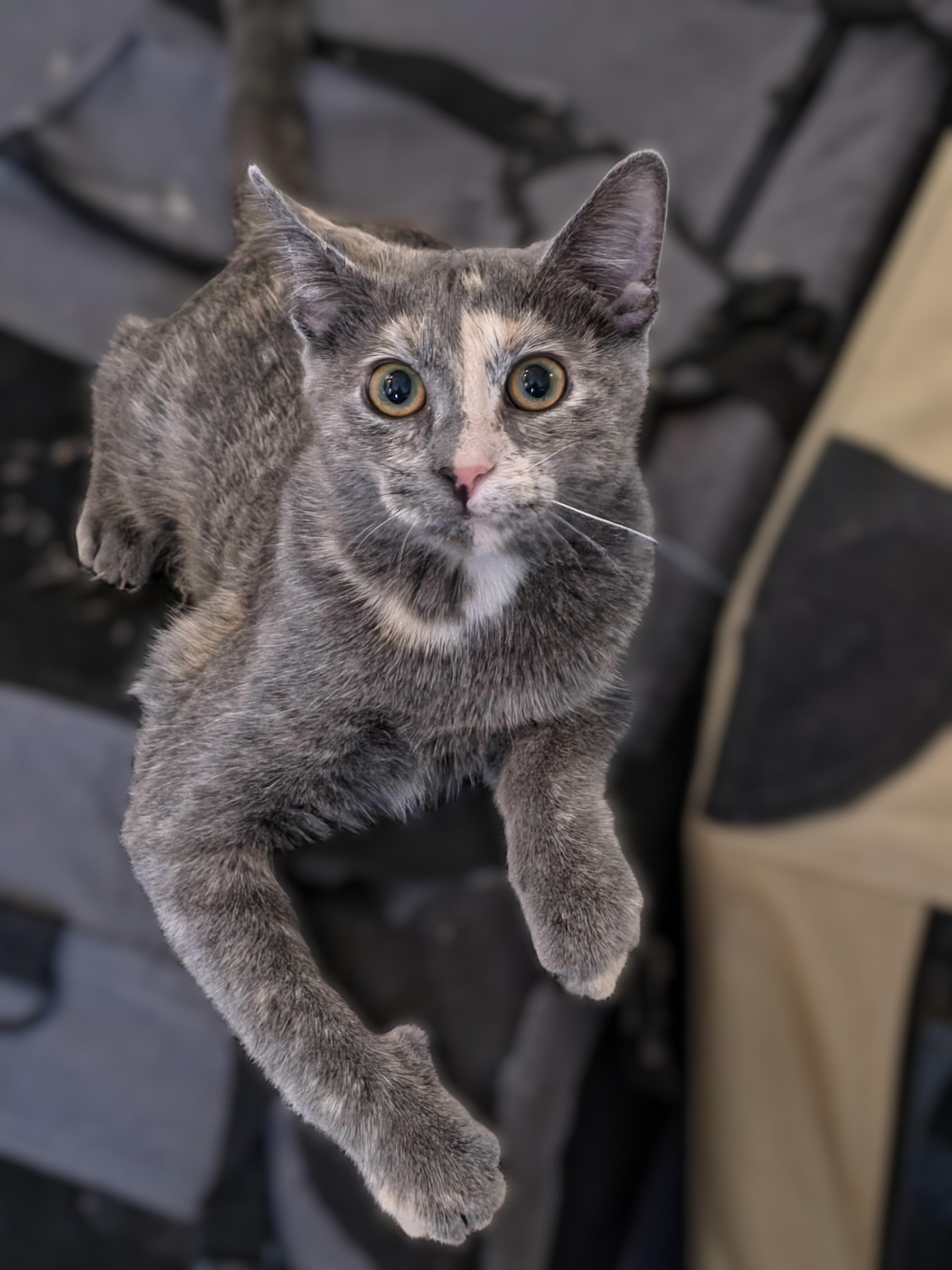 Enlarge Tigger, a Adoptable Domestic Short Hair in Sterling Heights, MI image 1/2