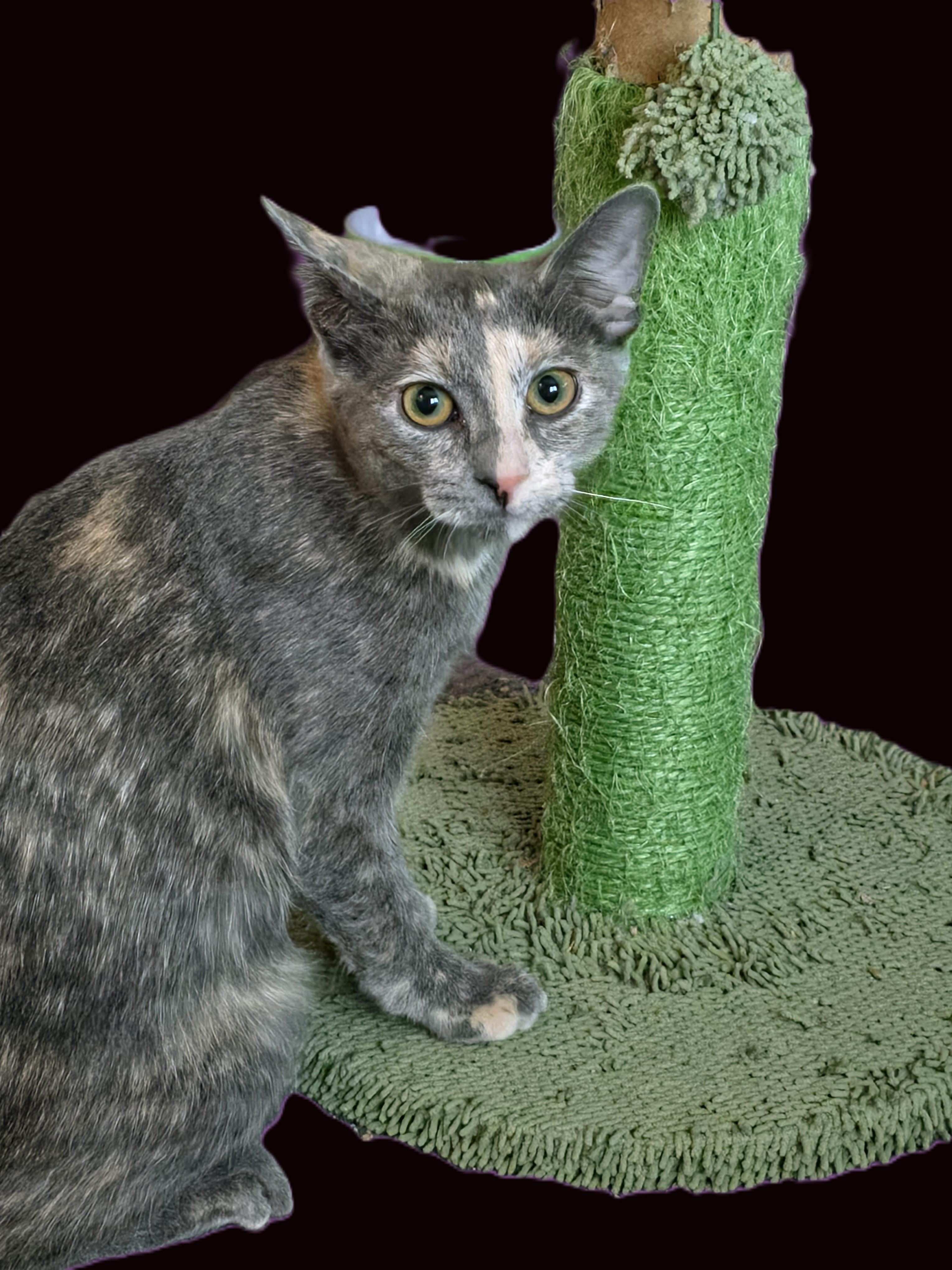 Enlarge Tigger, a Adoptable Domestic Short Hair in Sterling Heights, MI image 2/2