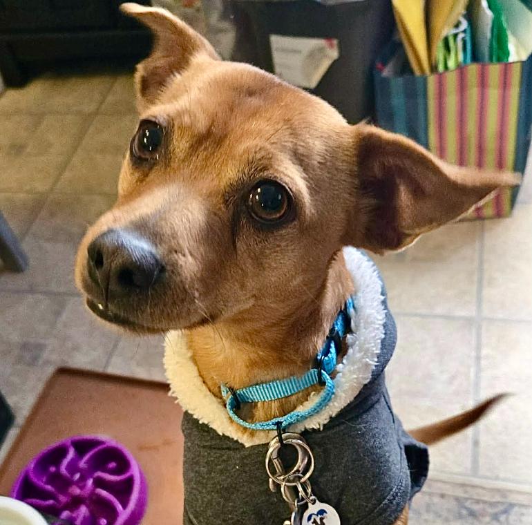 Andouille, ADOPTABLE, Adult Male Chihuahua & Mixed Breed.