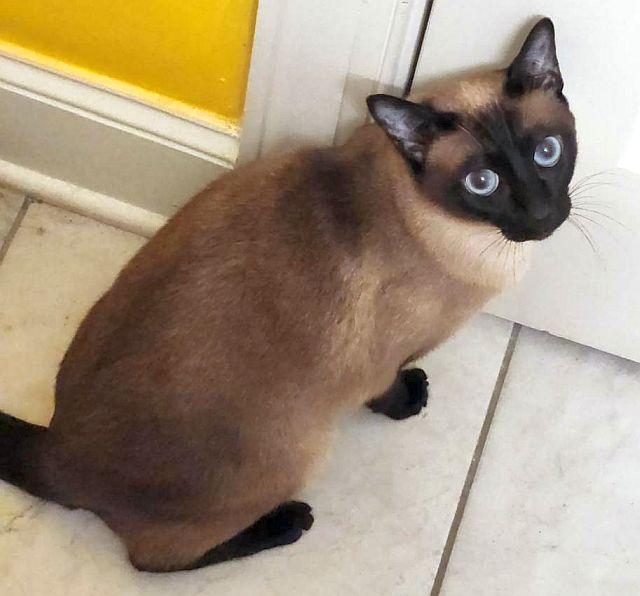 COCO, Adoptable, Adult Female Siamese.