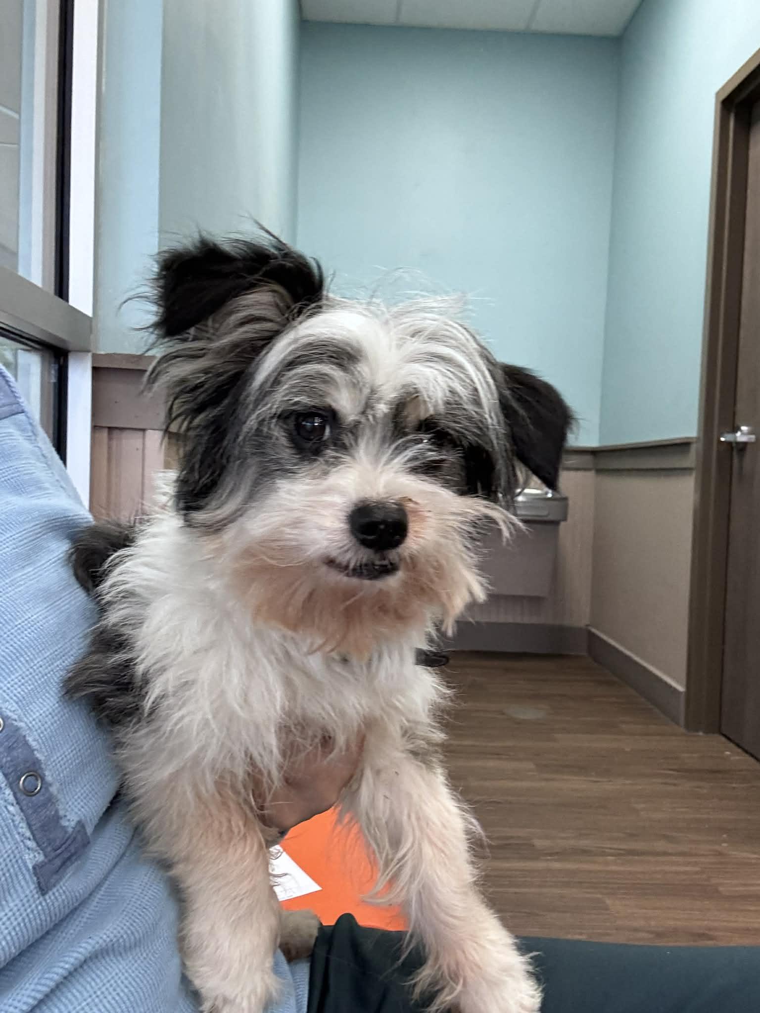Milo, ADOPTABLE, Adult Male Shih Tzu.