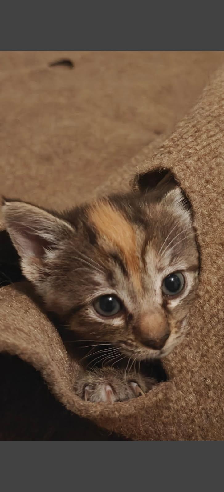 Mince, ADOPTABLE, Kitten Female Domestic Short Hair.