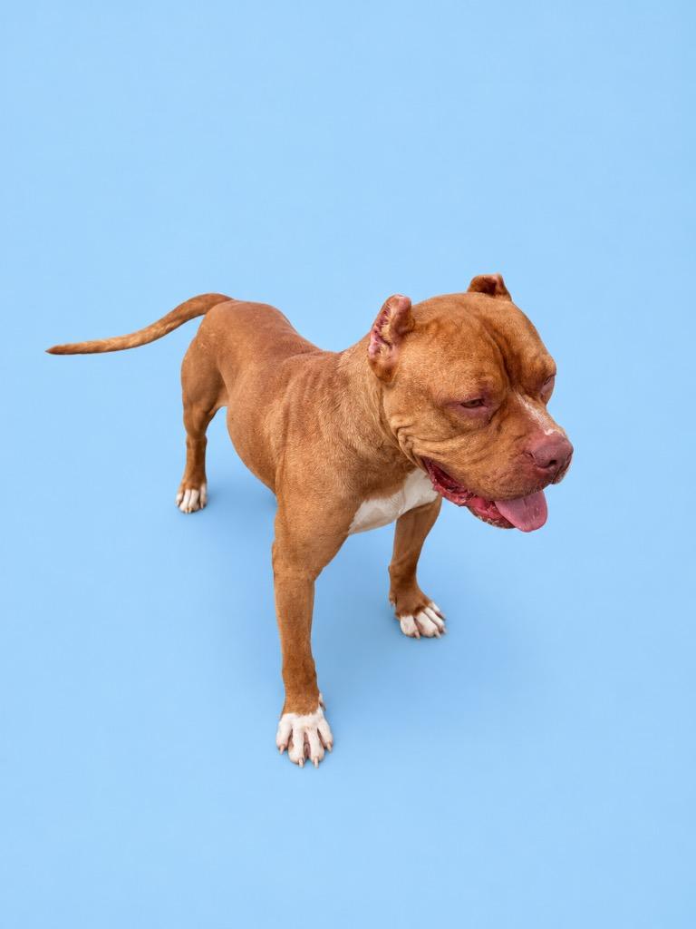 Remo, Adoptable, Young Male Pit Bull Terrier.