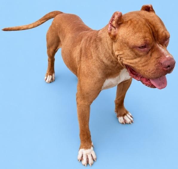 Remo, Adoptable, Young Male Pit Bull Terrier.