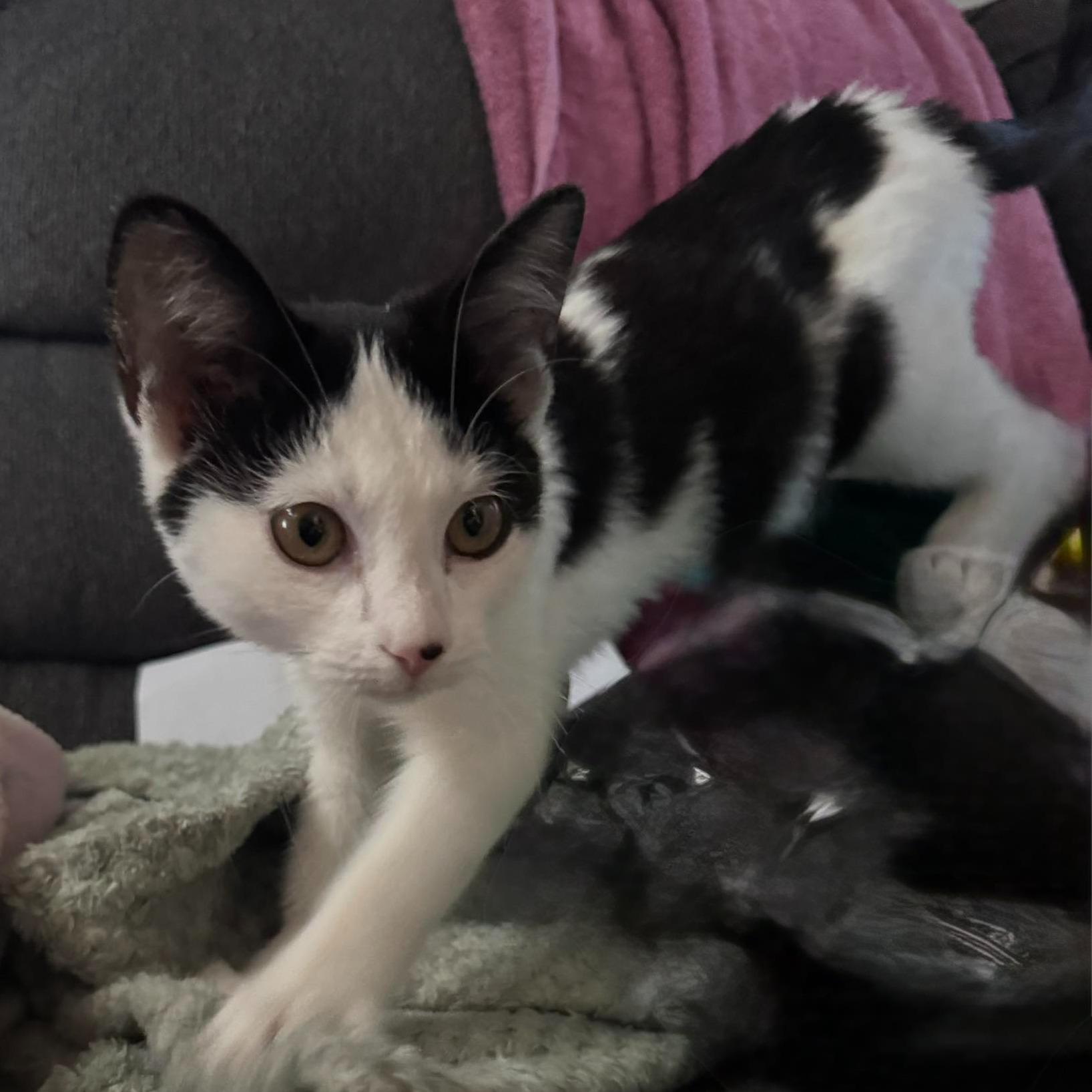 Alice, a ADOPTABLE Domestic Short Hair in Queen Creek, AZ image 3/3