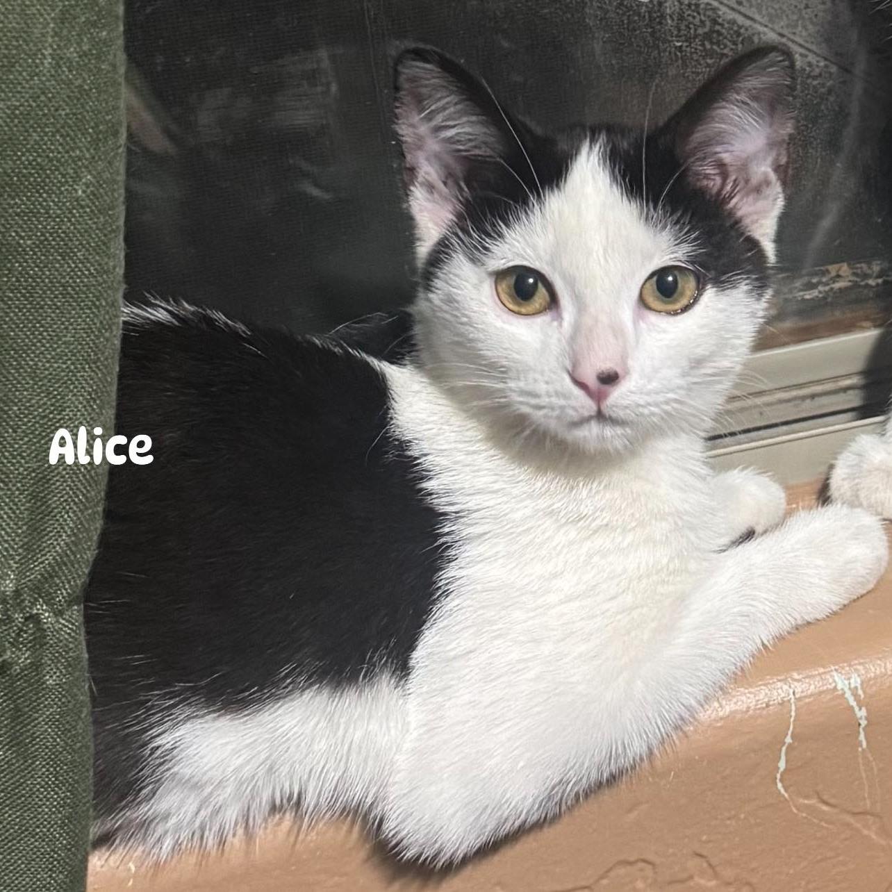 Alice, a ADOPTABLE Domestic Short Hair in Queen Creek, AZ image 1/3