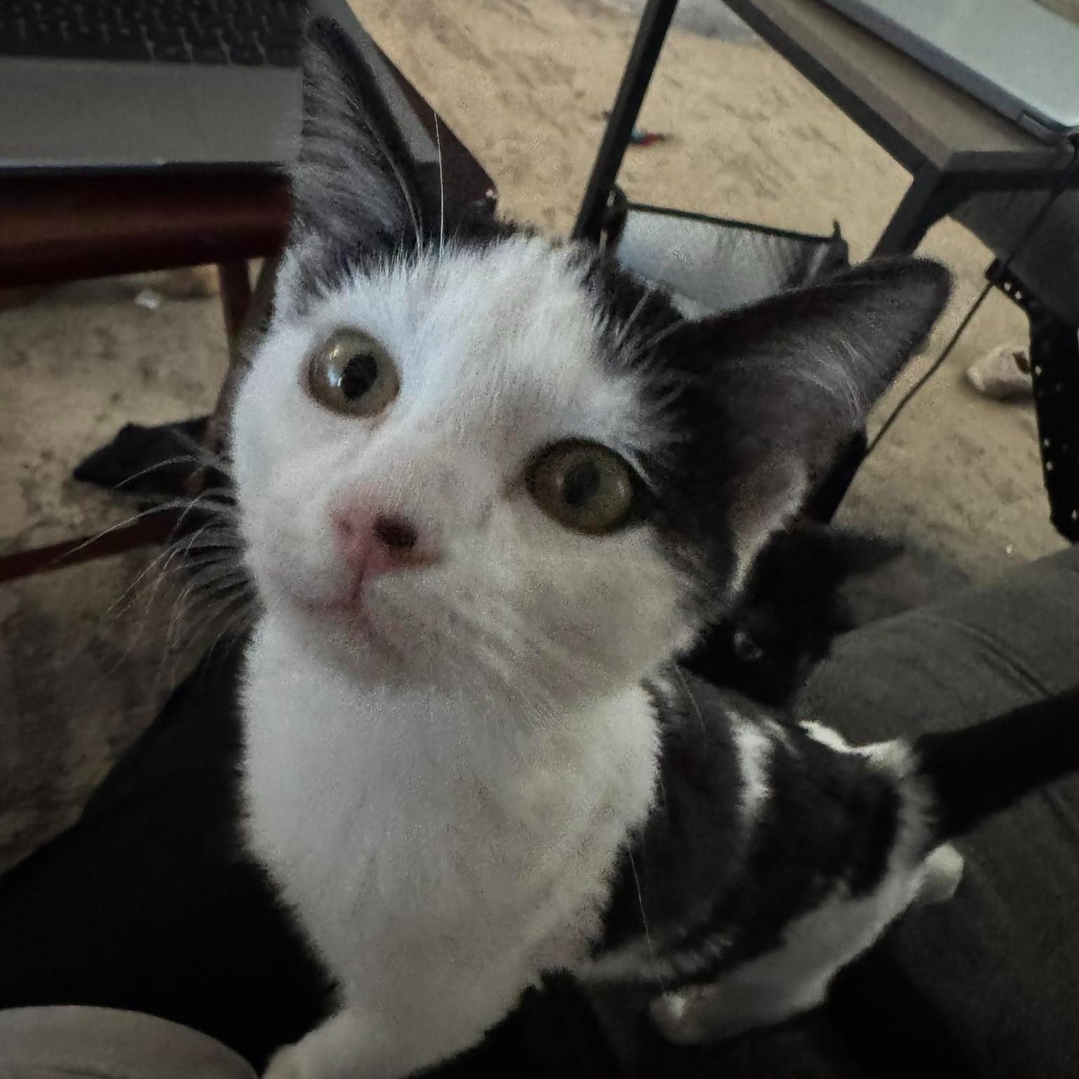 Alice, a ADOPTABLE Domestic Short Hair in Queen Creek, AZ image 2/3