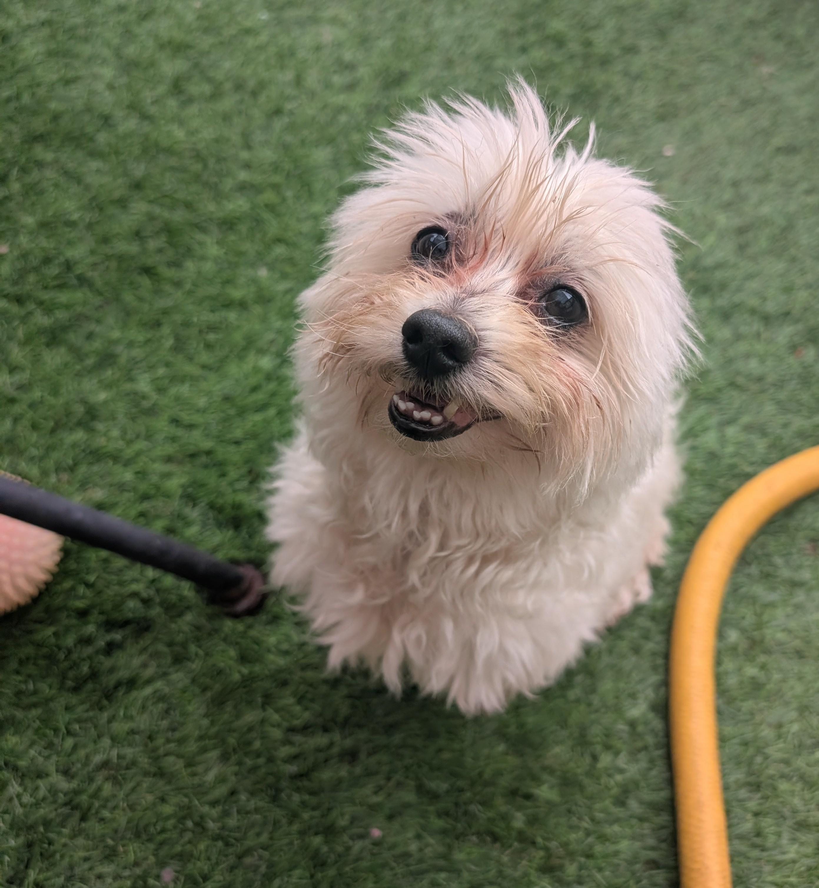 Boo, a ADOPTABLE Maltipoo in Amelia, OH image 4/5