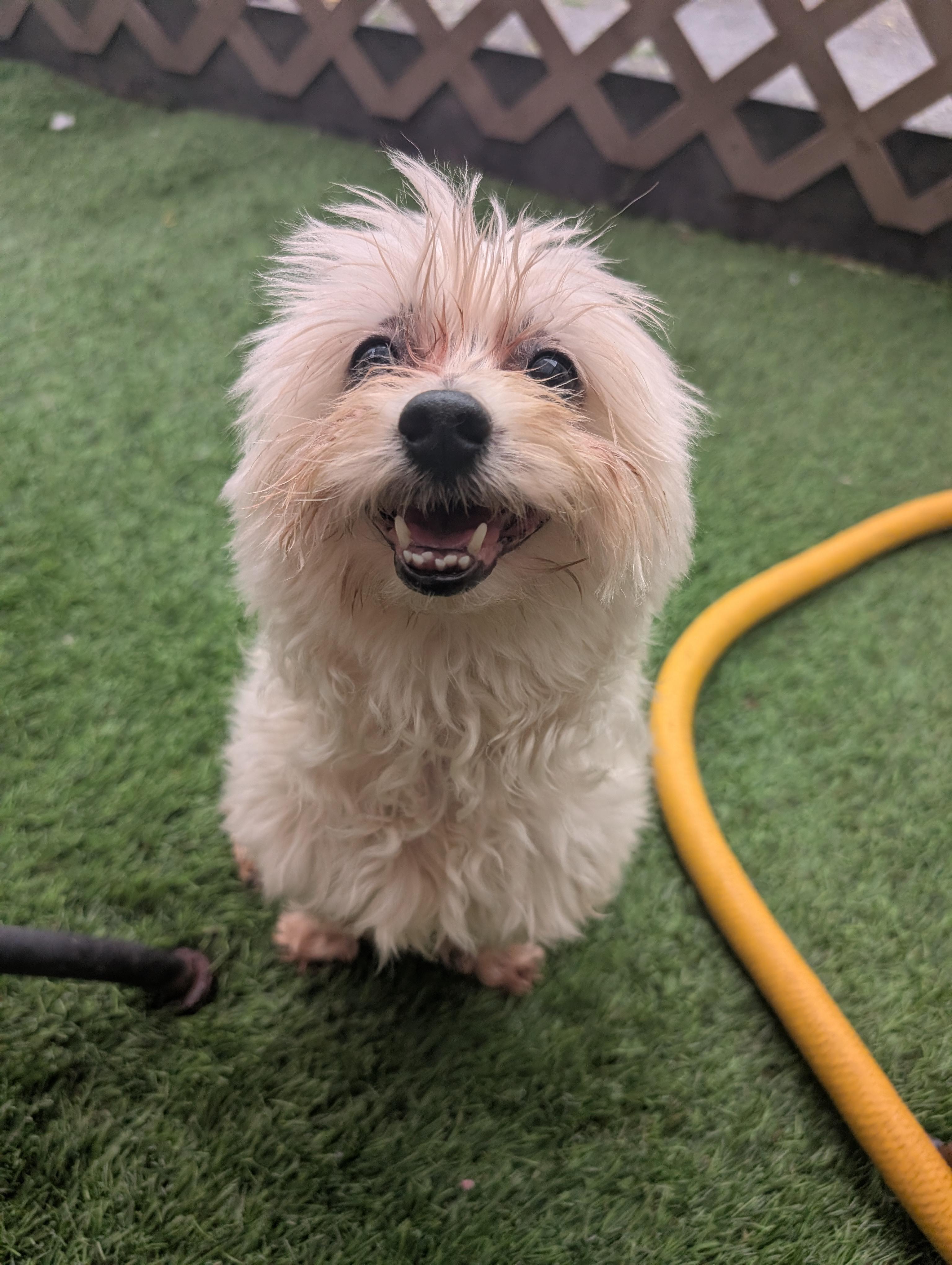 Boo, a ADOPTABLE Maltipoo in Amelia, OH image 3/5