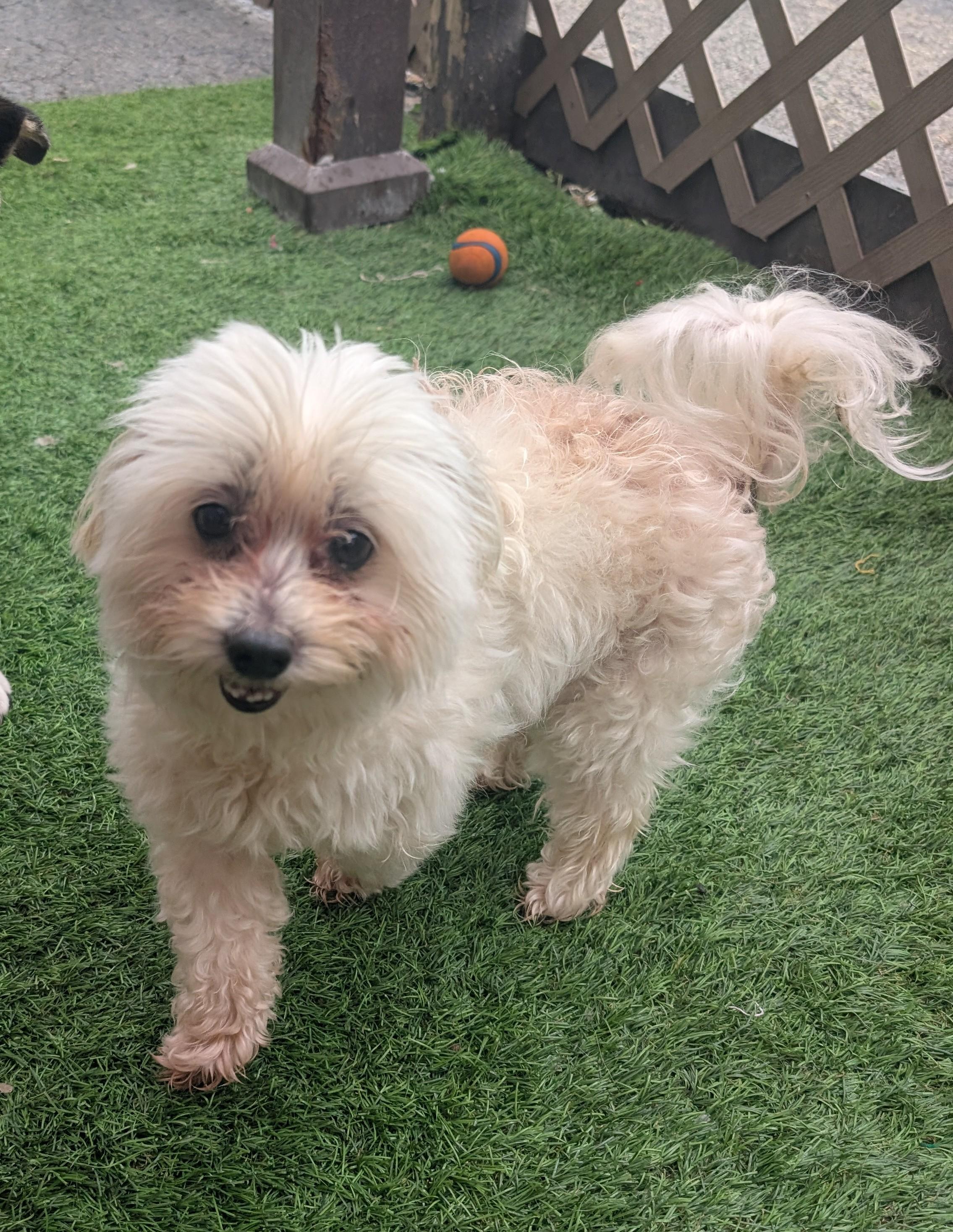 Boo, a ADOPTABLE Maltipoo in Amelia, OH image 2/5