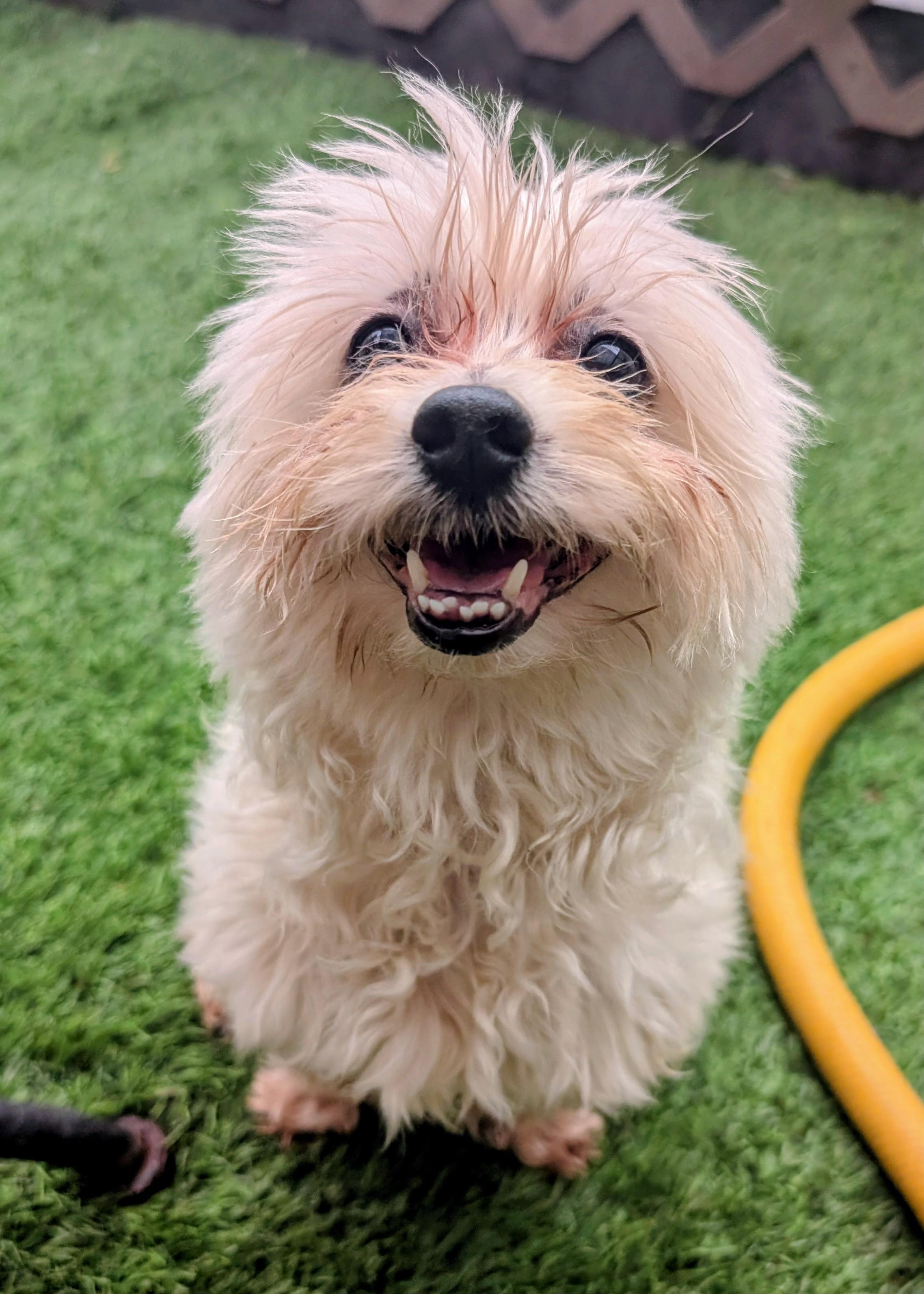 Boo, a ADOPTABLE Maltipoo in Amelia, OH image 1/5
