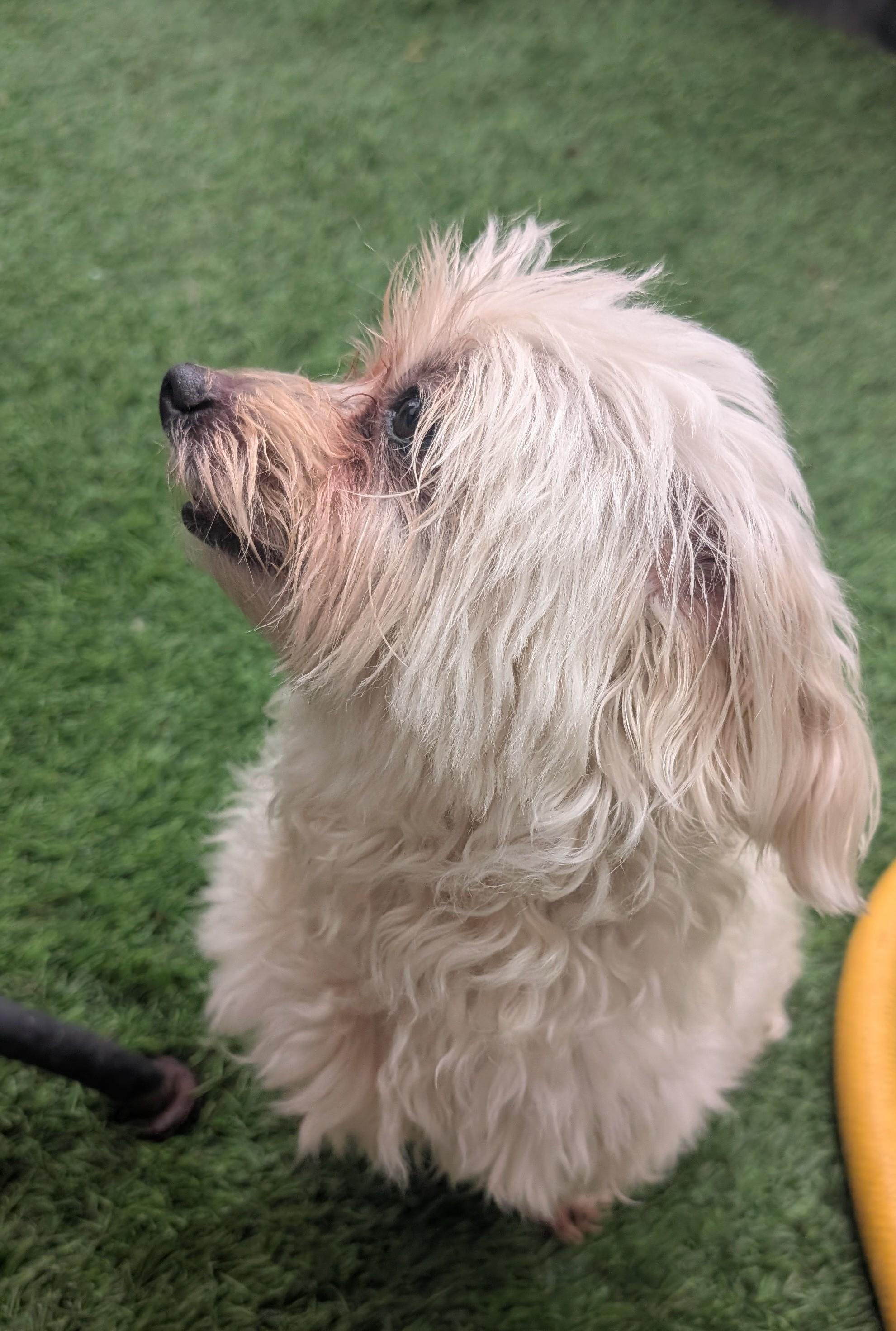 Boo, a ADOPTABLE Maltipoo in Amelia, OH image 5/5