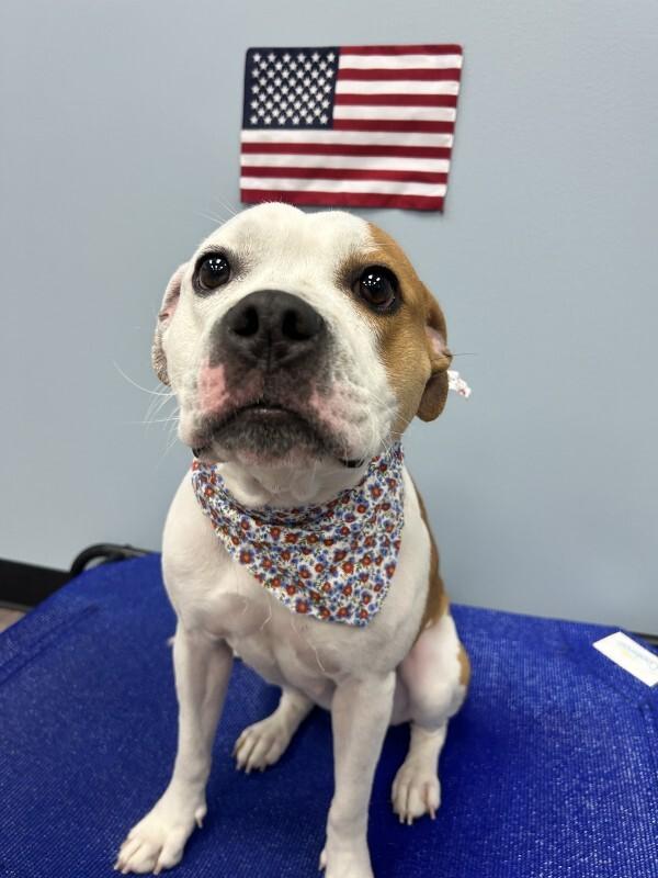 Lane, a Adoptable mixed breed in bellefontaine, OH image 1/4