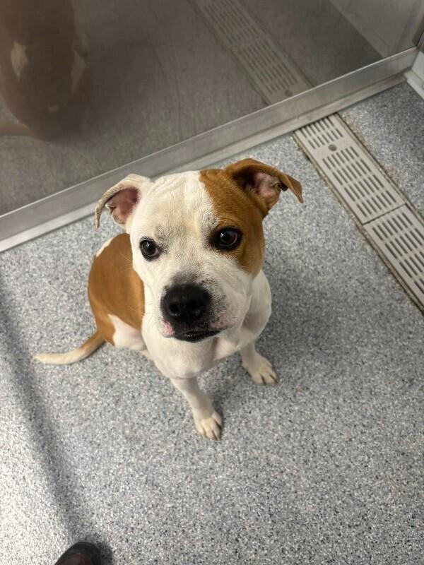 Lane, a Adoptable mixed breed in bellefontaine, OH image 4/4