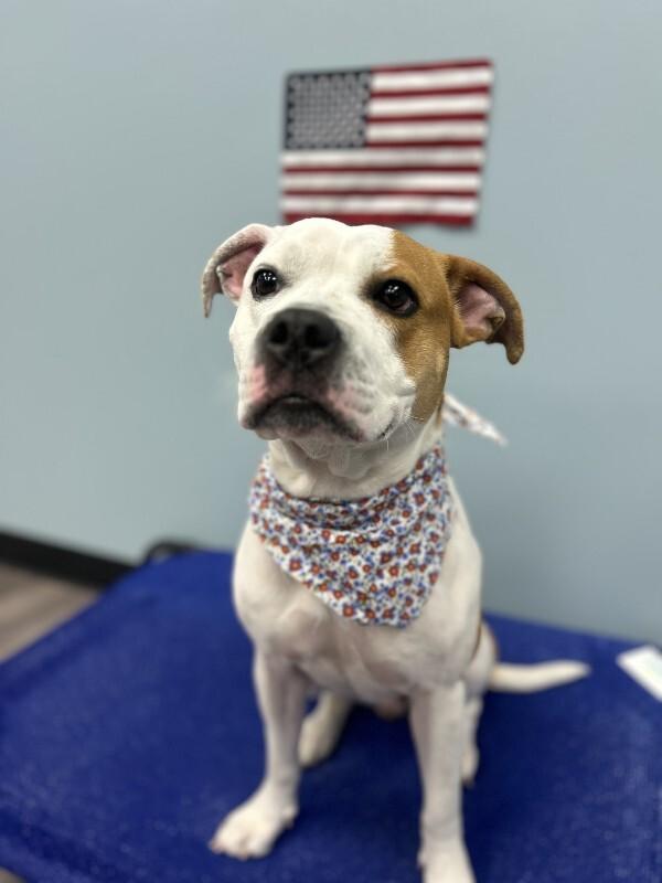 Lane, a Adoptable mixed breed in bellefontaine, OH image 2/4