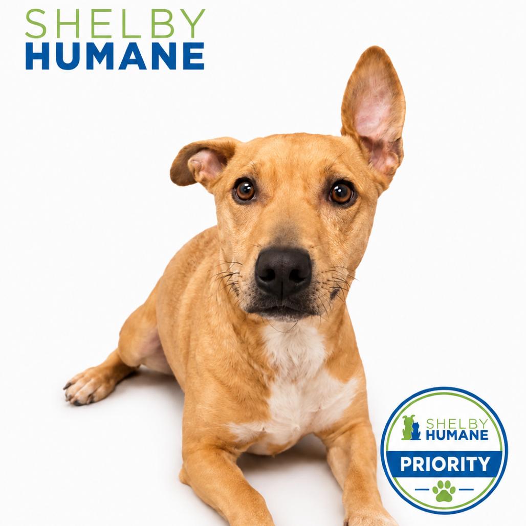 Enlarge Little Brutus(Foster for the Heat), a Adoptable Mixed Breed in Columbiana, AL image 1/2