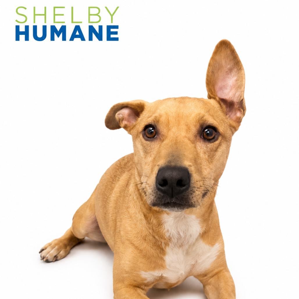 Enlarge Little Brutus(Foster for the Heat), a Adoptable Mixed Breed in Columbiana, AL image 2/2