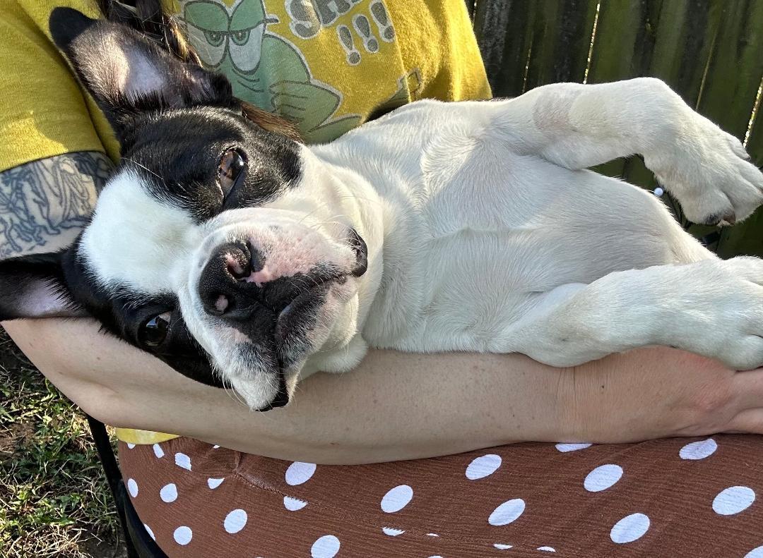 Enlarge Mookie - pending, a Adoptable Boston Terrier in Elkhorn, NE image 2/6