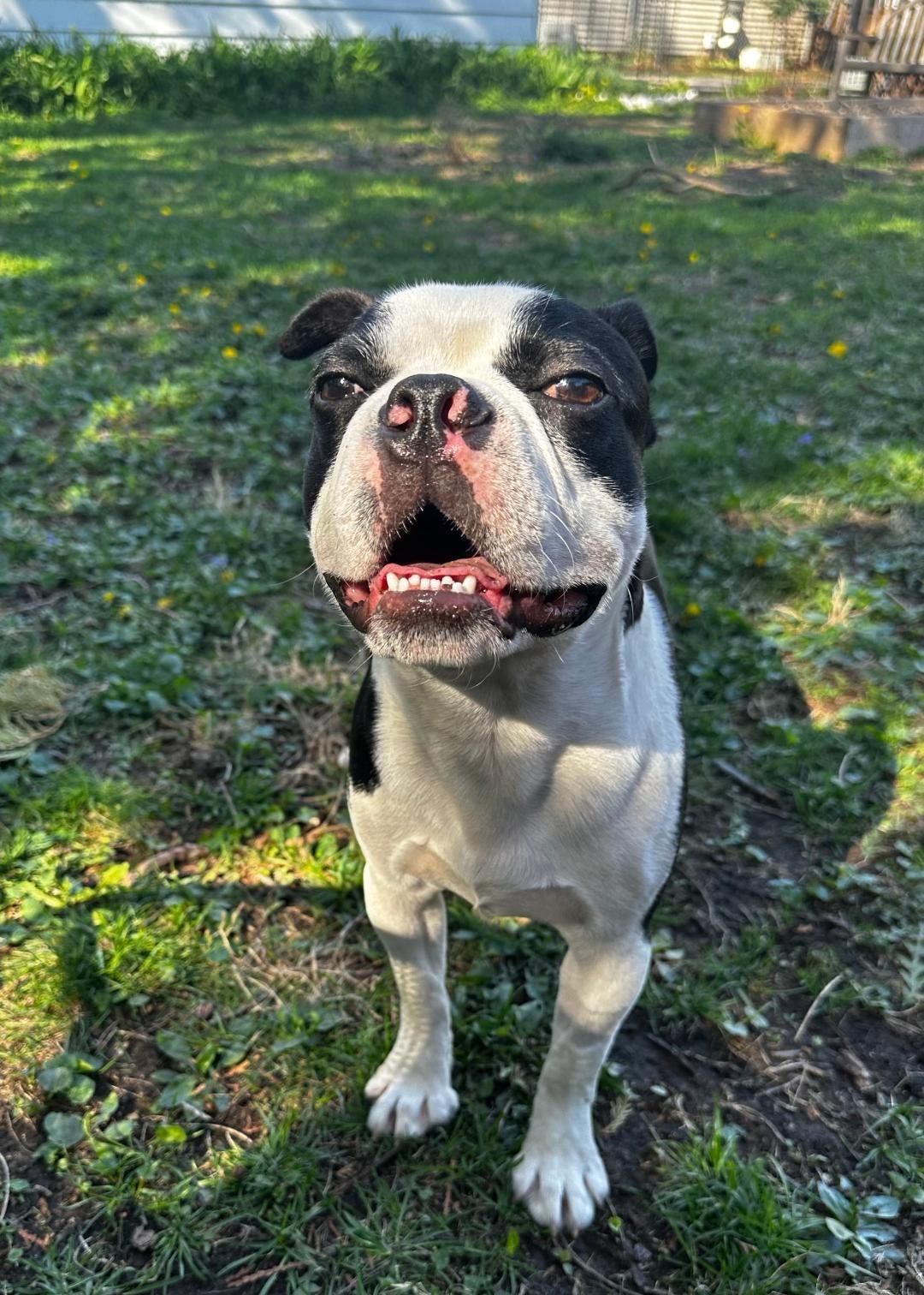 Enlarge Mookie - pending, a Adoptable Boston Terrier in Elkhorn, NE image 4/6