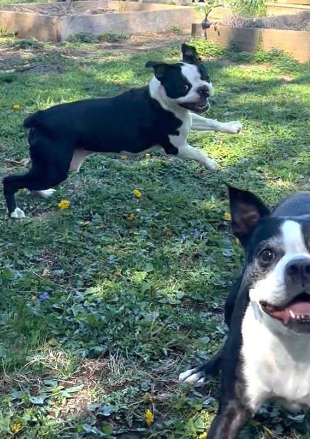 Enlarge Mookie - pending, a Adoptable Boston Terrier in Elkhorn, NE image 6/6