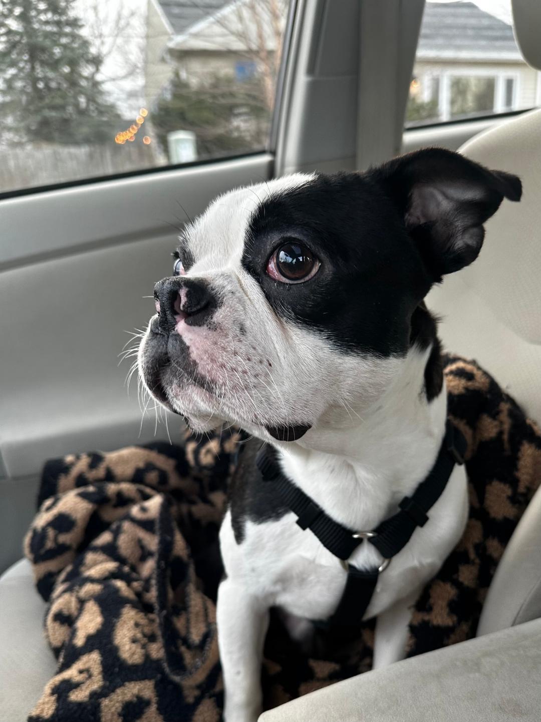 Mookie - pending, Adoptable, Young Male Boston Terrier.
