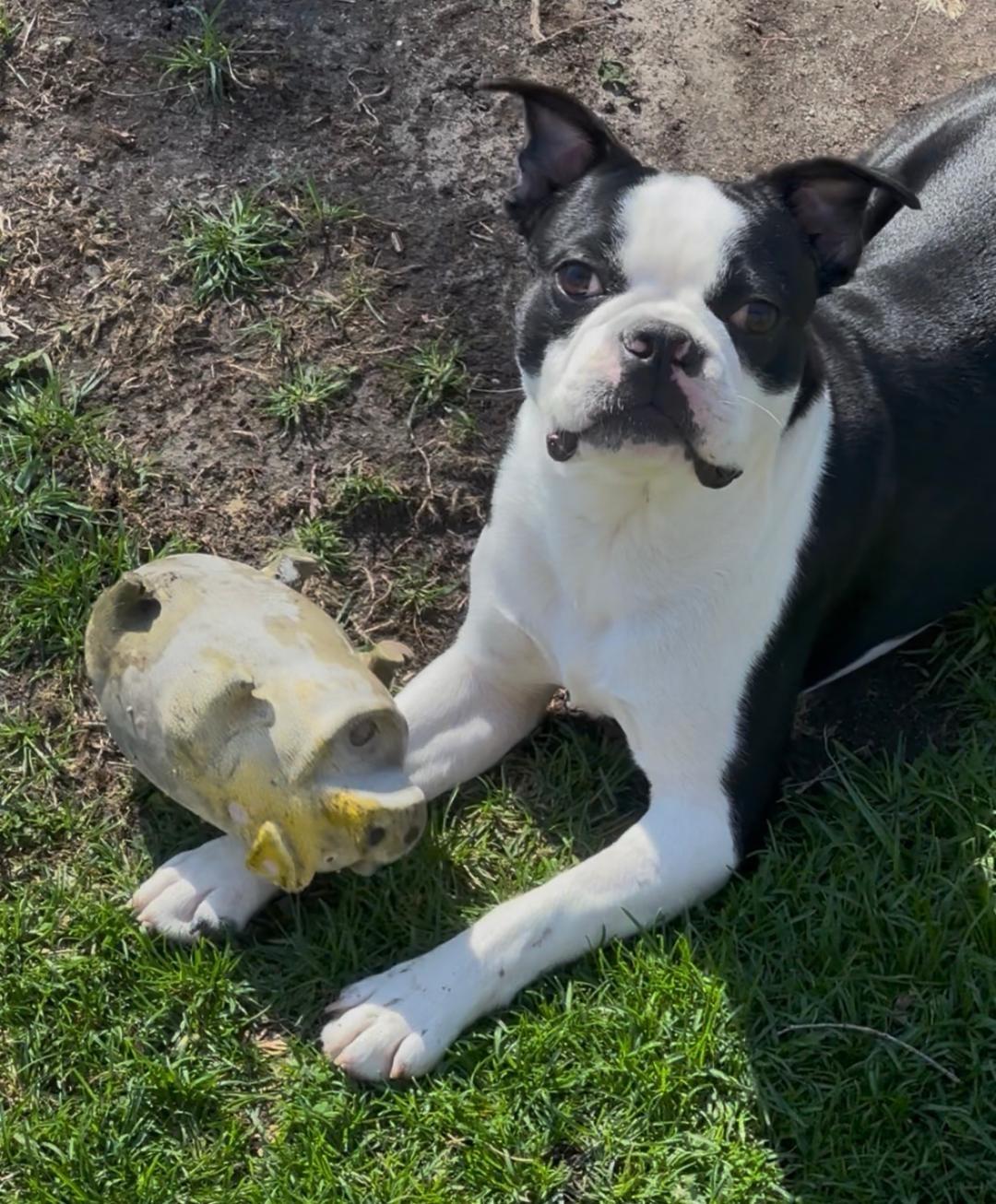 Enlarge Mookie - pending, a Adoptable Boston Terrier in Elkhorn, NE image 3/6