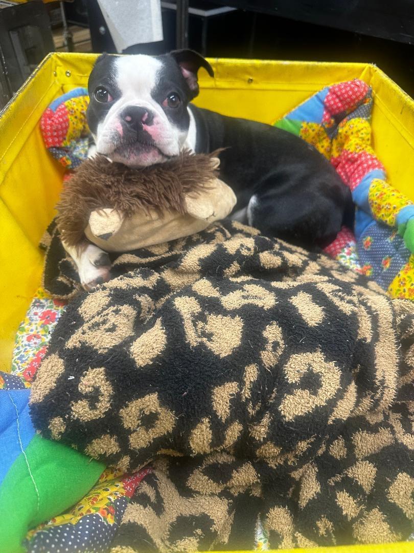 Enlarge Mookie - pending, a Adoptable Boston Terrier in Elkhorn, NE image 5/6