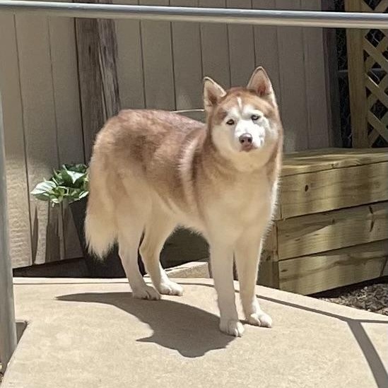 Alaska, an adopted Husky in Heber Springs, AR image 2/4