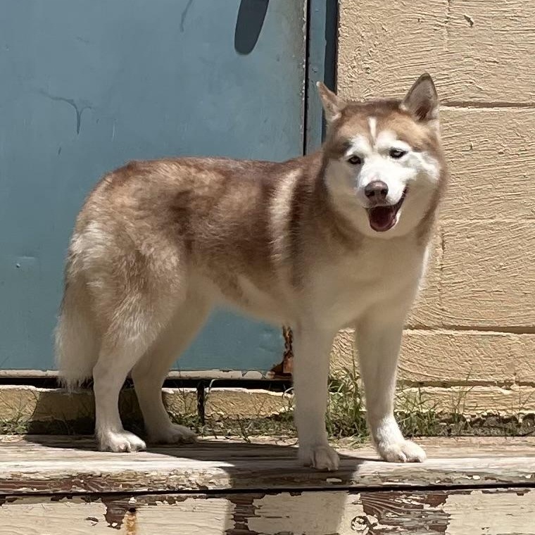 Alaska, an adopted Husky in Heber Springs, AR image 3/4