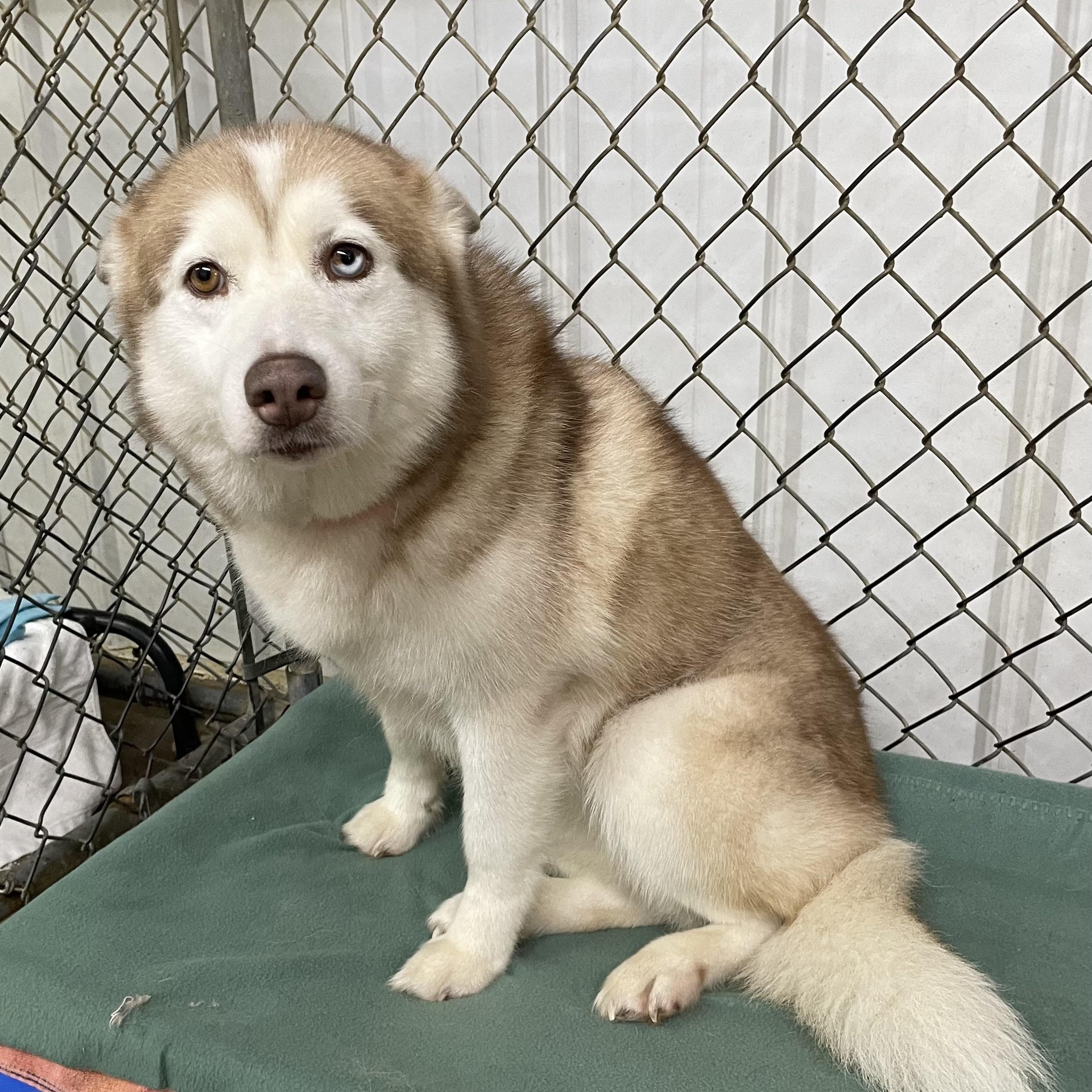 Alaska, an adopted Husky in Heber Springs, AR image 4/4