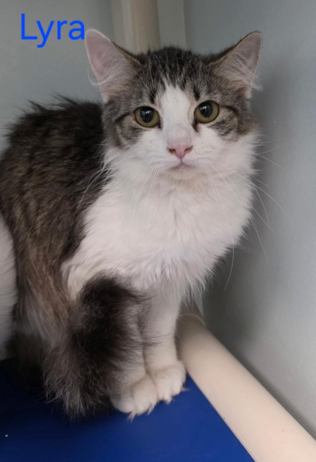 Lyra, Adopted, Young Female Domestic Short Hair.