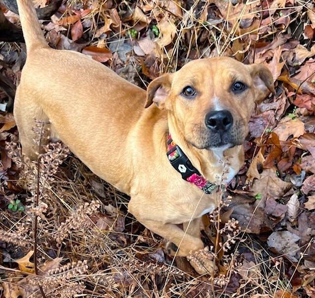 Pup Starlet thumbnail 4