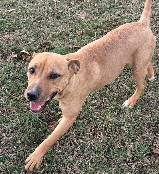 Pup Starlet thumbnail 5