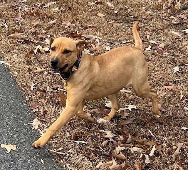 Pup Starlet thumbnail 6