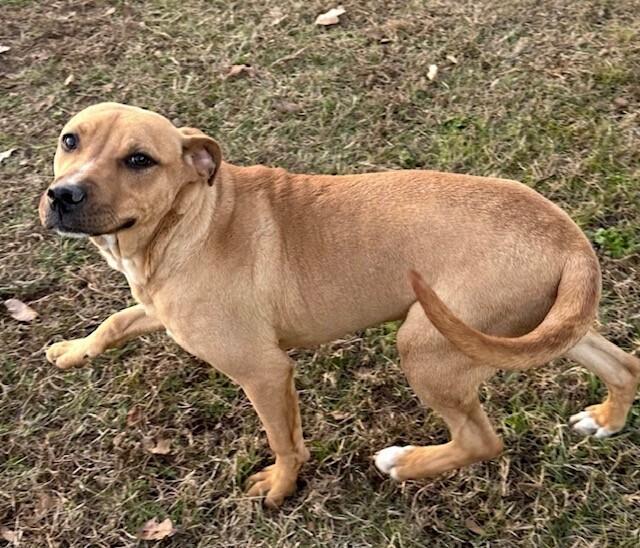 Pup Starlet thumbnail 7