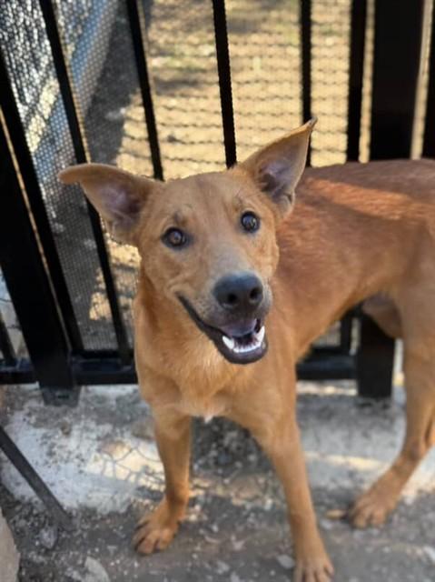 Enlarge BROWNIE, a Adoptable mixed breed in Riverside, CA image 1/1