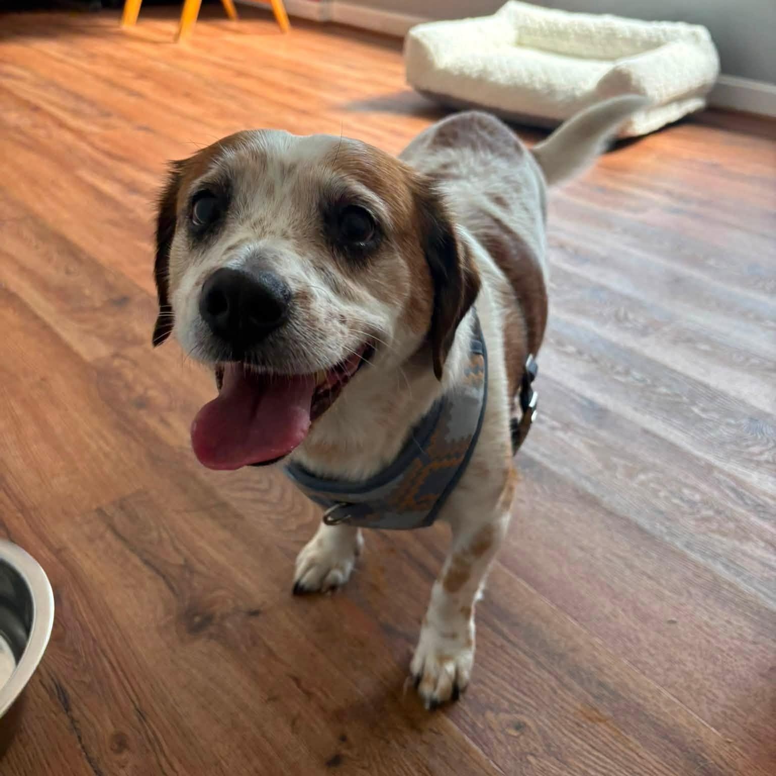 Enlarge Jolene (Bonded Pair w/ Miley), an adoptable mixed breed in Severn, MD image 2/3