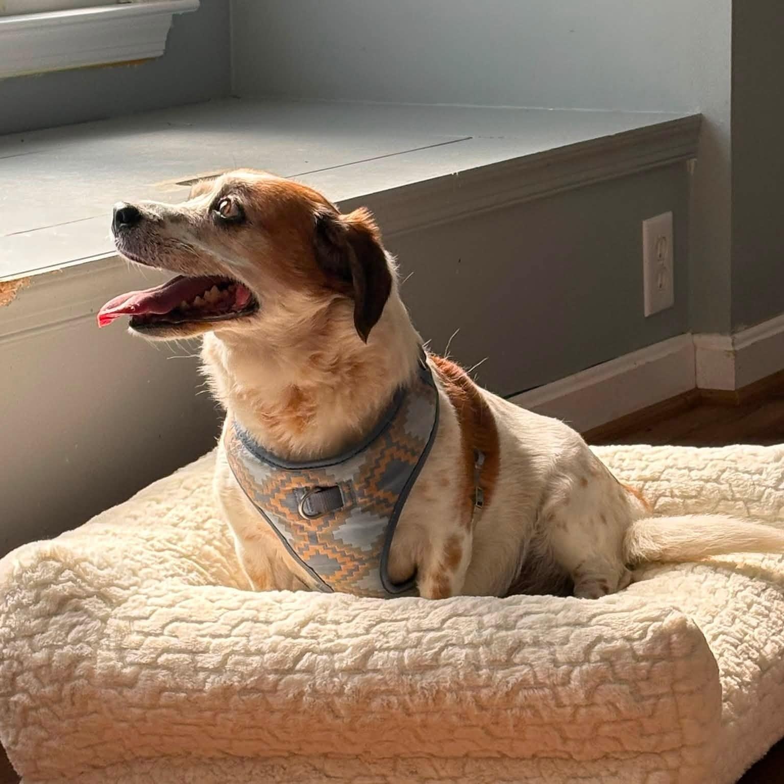 Enlarge Jolene (Bonded Pair w/ Miley), an adoptable mixed breed in Severn, MD image 3/3