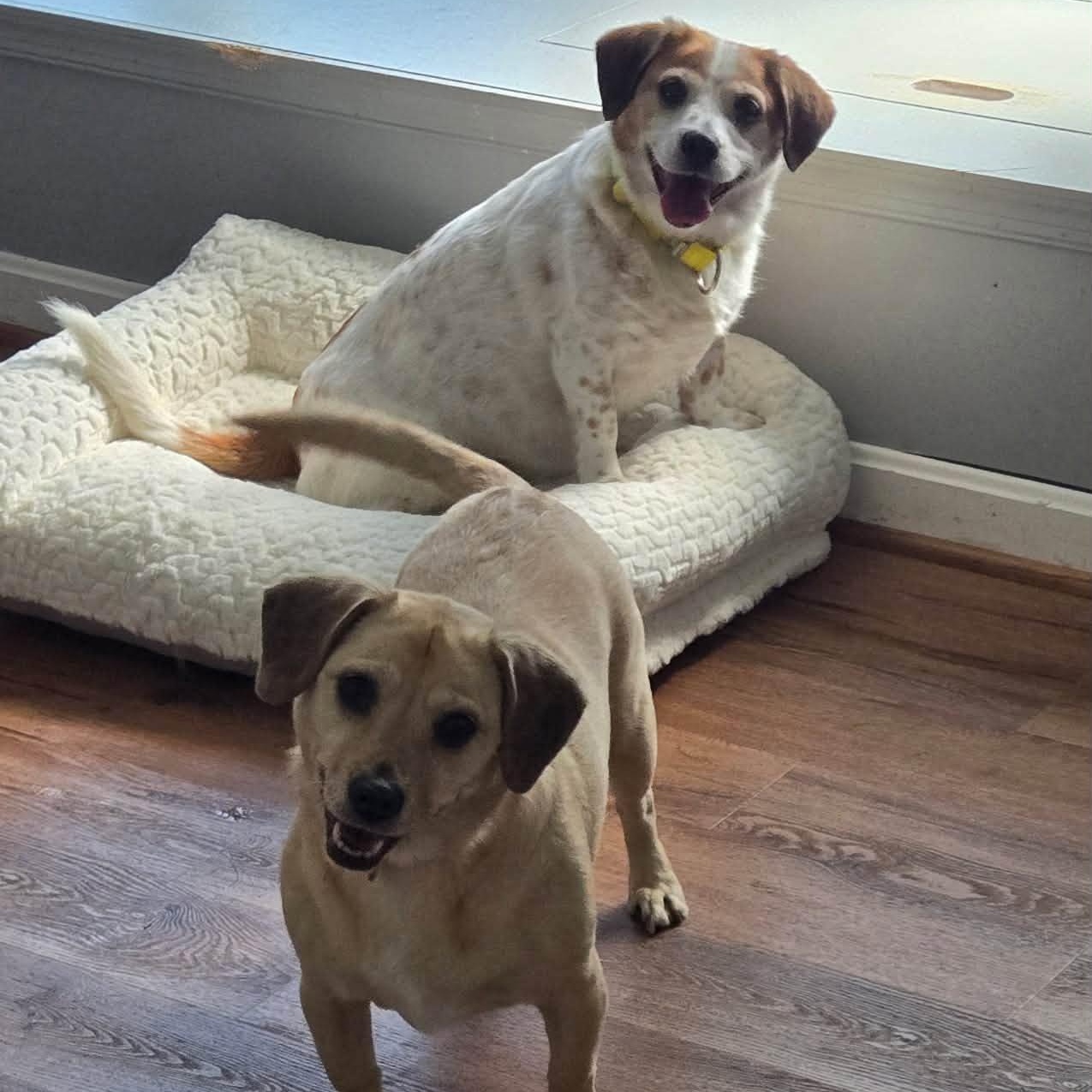 Jolene (Bonded Pair w/ Miley), adoptable, Senior Female Beagle & Corgi.