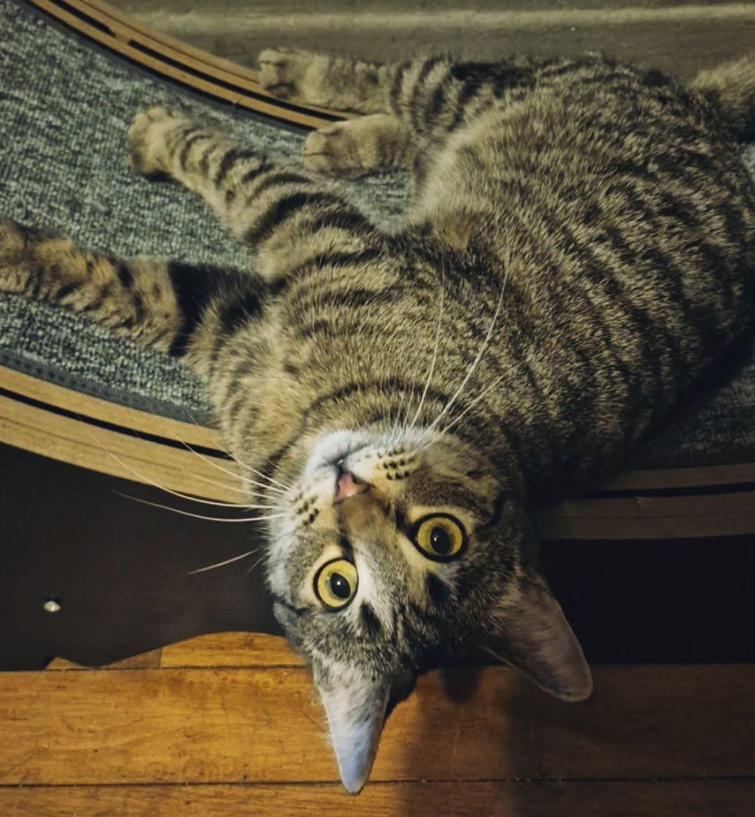 Jelly, ADOPTABLE, Adult Female Domestic Short Hair.