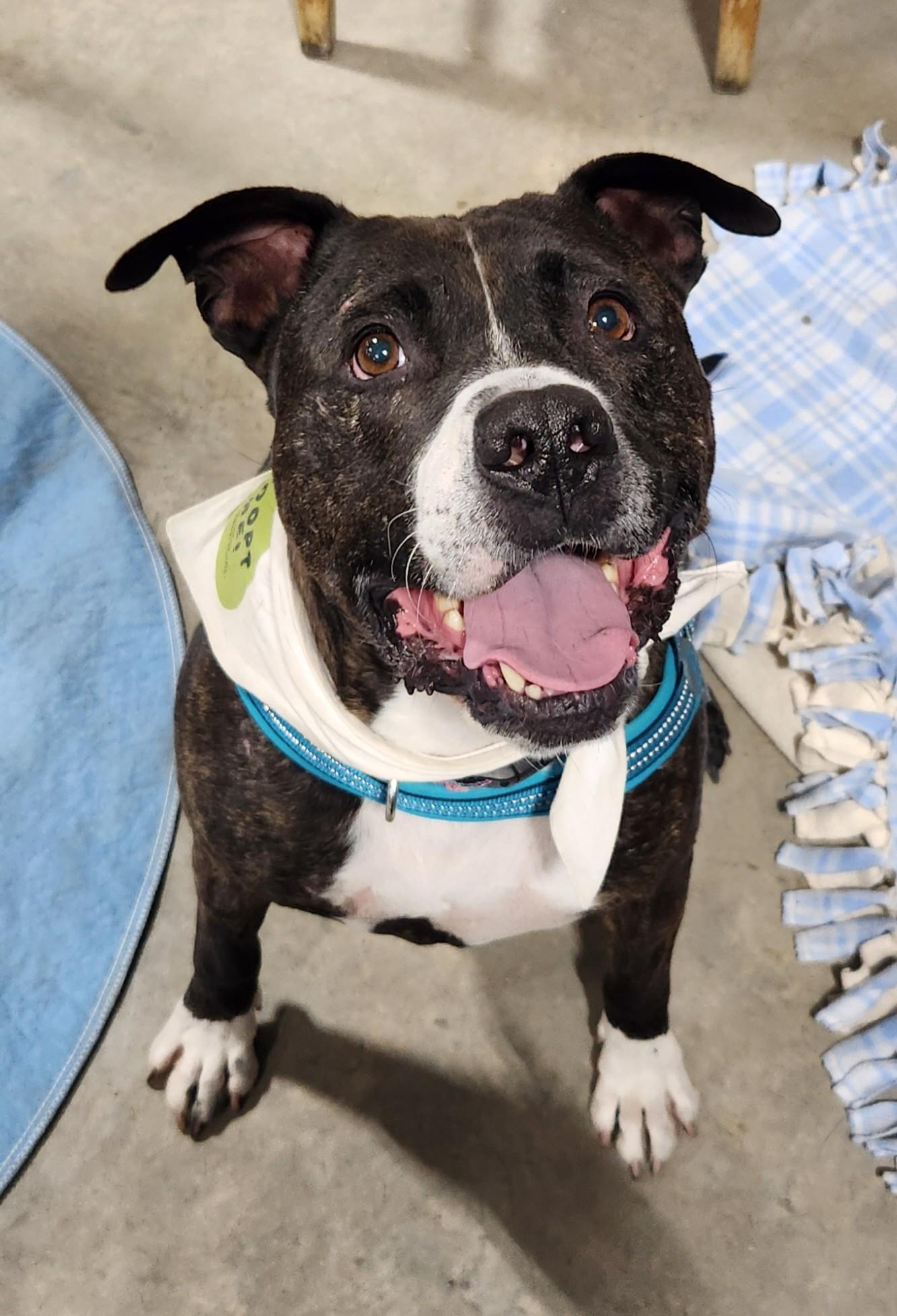 Tank, ADOPTABLE, Adult Male Pit Bull Terrier.