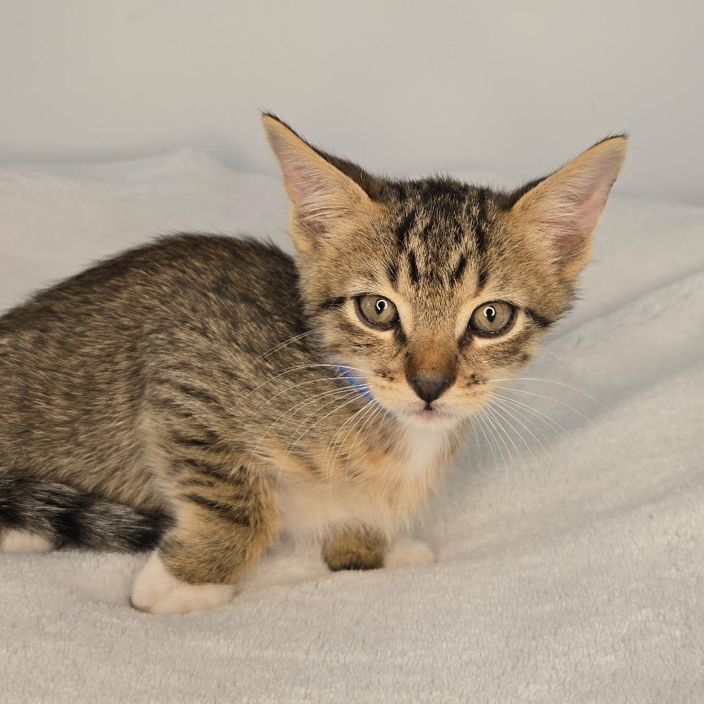 Demeter, Adoptable, Kitten Male Domestic Short Hair.