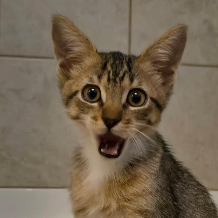 Enlarge Demeter, a Adoptable Domestic Short Hair in San Antonio, TX image 2/6